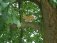 Rostiges Blecheichhörnchen im Kirschbaum.