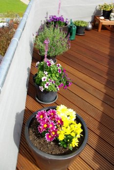 Blumen auf der Dachterrasse