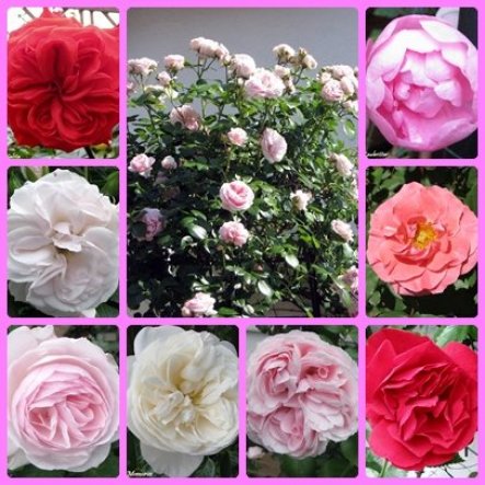 Meine Rosen im Juni